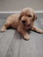 Davis, a male Golden Retriever for sale in Citrus Heights, CA – 1 of 3