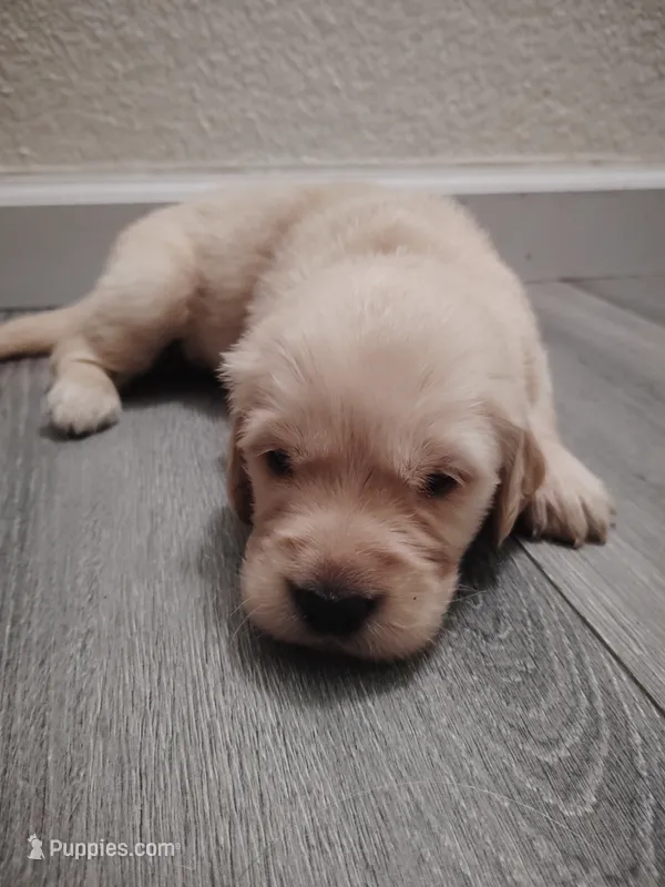 Jarard – Golden Retriever puppy for sale in Citrus Heights, CA