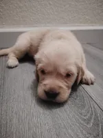Jarard, a male Golden Retriever for sale in Citrus Heights, CA – 1 of 3