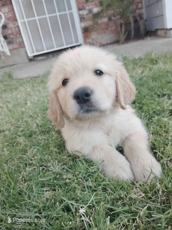 Pepper  – Golden Retriever puppy for sale in Citrus Heights, CA