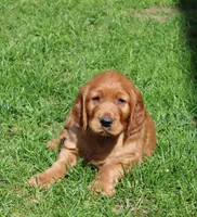 Buck, a male Golden Irish for sale in Stanley, WI – 3 of 4