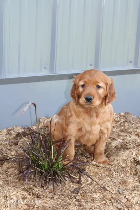 Sunbeam – Golden Irish puppy for sale in Stanley, WI