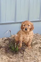Sunbeam, a female Golden Irish for sale in Stanley, WI – 1 of 1