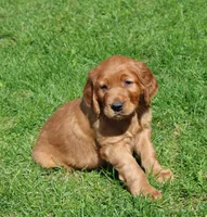 Buck, a male Golden Irish for sale in Stanley, WI – 4 of 4