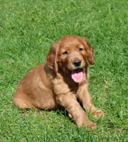 Buck, a male Golden Irish for sale in Stanley, WI – 2 of 4