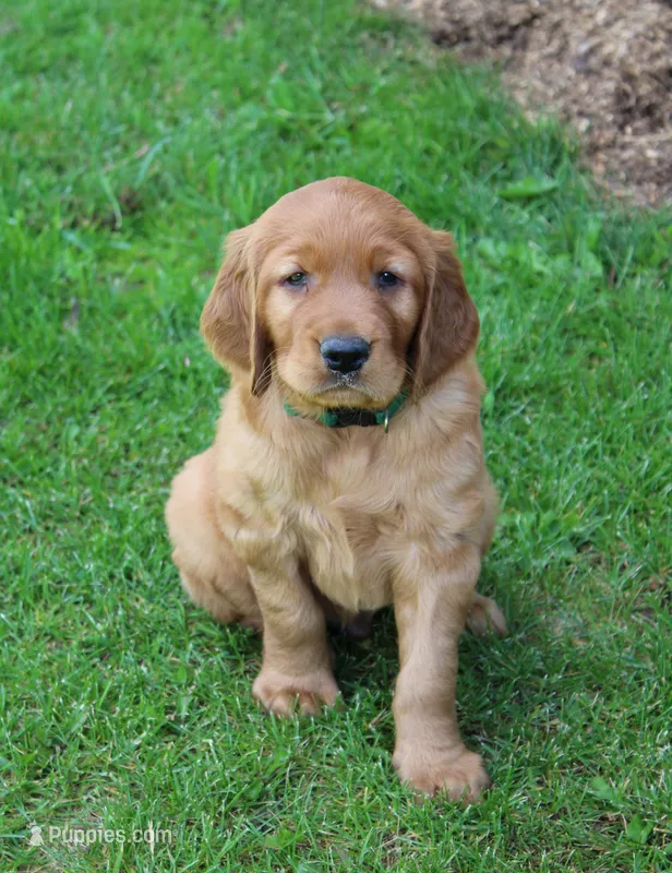 Buck – Golden Irish puppy for sale in Stanley, WI