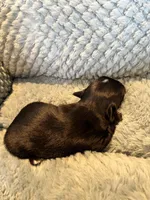 Roy, a male Maltese and Yorkshire Terrier for sale in Arlington, WA – Photo 3 of 3