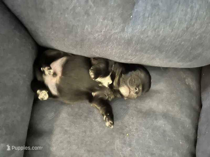 Roy – Maltese, Yorkshire Terrier puppy for sale in Arlington, WA