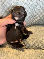 Roy, a male Maltese and Yorkshire Terrier for sale in Arlington, WA – Photo 2 of 3