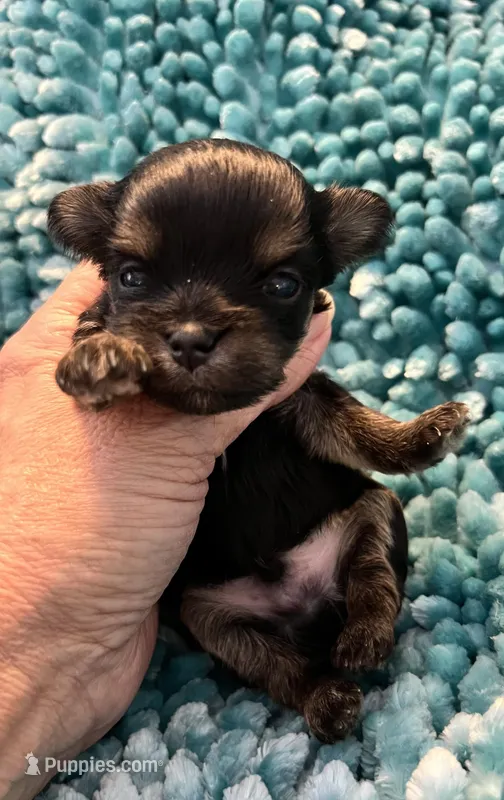 Duke, a male Maltese for sale in Arlington, WA – Photo 1 of 2