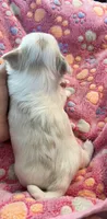 Pearl , a female Maltese and Yorkshire Terrier for sale in Arlington, WA – 7 of 7