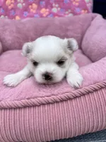 Pearl , a female Maltese and Yorkshire Terrier for sale in Arlington, WA – 6 of 7