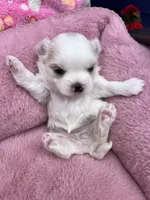 Pearl , a female Maltese and Yorkshire Terrier for sale in Arlington, WA – 5 of 7