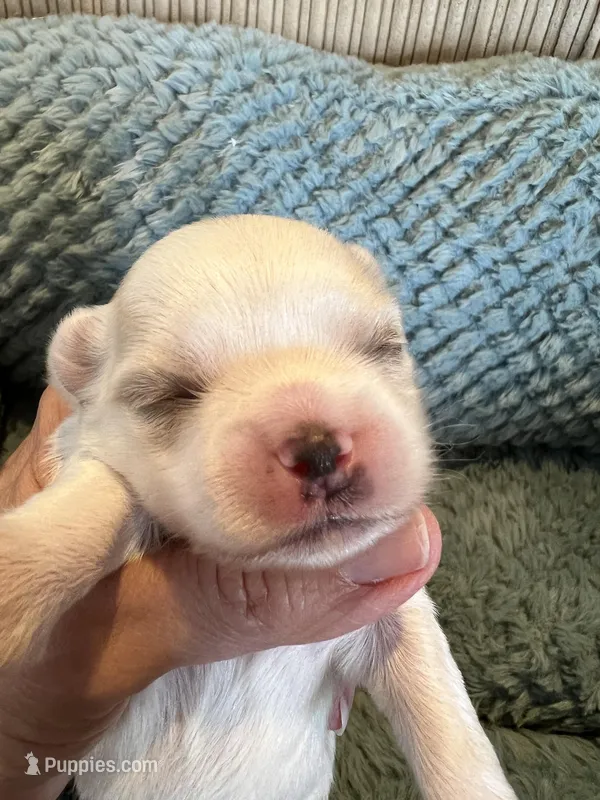 Pearl , a female Maltese and Yorkshire Terrier for sale in Arlington, WA – Photo 1 of 4