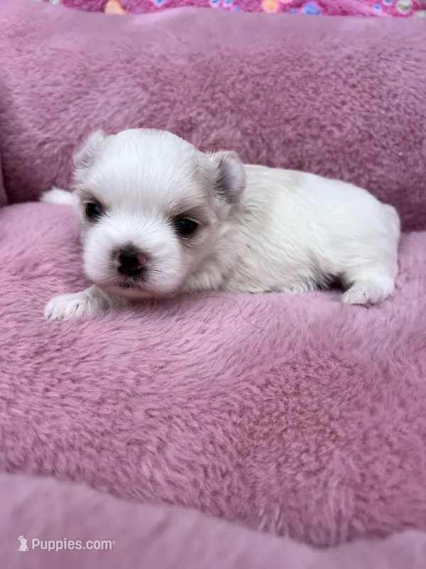 Pearl  – Maltese, Yorkshire Terrier puppy for sale in Arlington, WA
