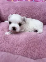 Pearl , a female Maltese and Yorkshire Terrier for sale in Arlington, WA – 1 of 7