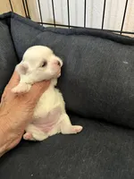 Pearl , a female Maltese and Yorkshire Terrier for sale in Arlington, WA – Photo 4 of 4
