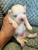 Pearl , a female Maltese and Yorkshire Terrier for sale in Arlington, WA – Photo 2 of 4