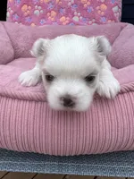 Pearl , a female Maltese and Yorkshire Terrier for sale in Arlington, WA – 3 of 7