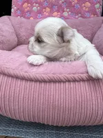 Pearl , a female Maltese and Yorkshire Terrier for sale in Arlington, WA – 4 of 7