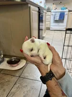 Pearl , a female Maltese and Yorkshire Terrier for sale in Arlington, WA – Photo 3 of 4