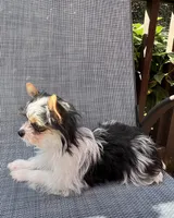 Peanut, a male Yorkshire Terrier for sale in Arlington, WA – Photo 4 of 4