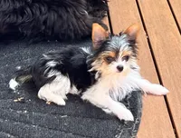 Peanut, a male Yorkshire Terrier for sale in Arlington, WA – Photo 1 of 4