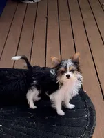 Peanut, a male Yorkshire Terrier for sale in Arlington, WA – Photo 2 of 4