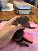 Mocha, a female Yorkshire Terrier for sale in Arlington, WA – Photo 3 of 3