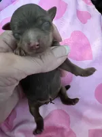 Mocha, a female Yorkshire Terrier for sale in Arlington, WA – Photo 2 of 3