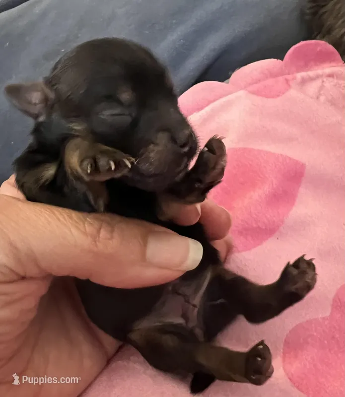 Mocha, a female Yorkshire Terrier for sale in Arlington, WA – Photo 1 of 3