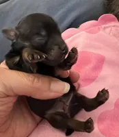 Mocha, a female Yorkshire Terrier for sale in Arlington, WA – Photo 1 of 3