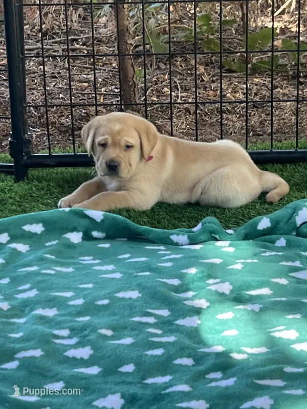 Sandy, a female Labrador Retriever for sale in Pilot Hill, CA – 1 of 6