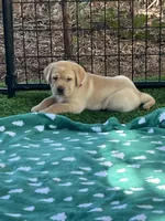 Sandy, a female Labrador Retriever for sale in Pilot Hill, CA – 1 of 6