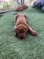Ginger, a female Labrador Retriever for sale in Pilot Hill, CA – 4 of 4