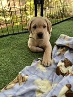 Sandy, a female Labrador Retriever for sale in Pilot Hill, CA – 4 of 6