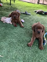 Ginger, a female Labrador Retriever for sale in Pilot Hill, CA – 3 of 4