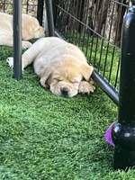 Sandy, a female Labrador Retriever for sale in Pilot Hill, CA – 2 of 6