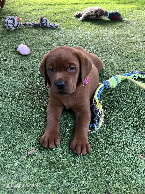 Ginger, a female Labrador Retriever for sale in Pilot Hill, CA – 1 of 4