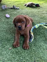 Ginger, a female Labrador Retriever for sale in Pilot Hill, CA – 1 of 4