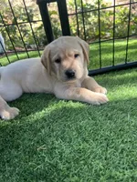 Sandy, a female Labrador Retriever for sale in Pilot Hill, CA – 6 of 6