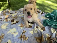 Buddy, a male Labrador Retriever for sale in Pilot Hill, CA – 2 of 5