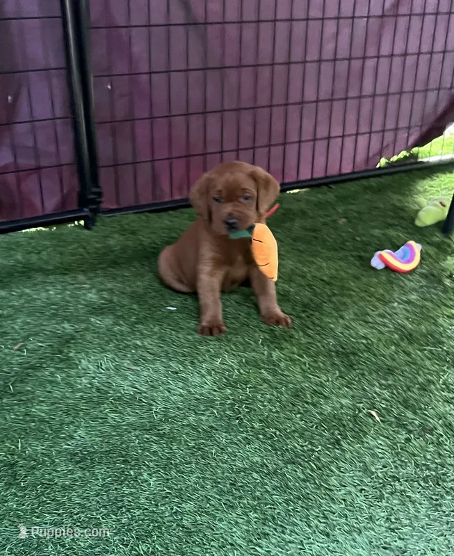 Rusty, a male Labrador Retriever for sale in Pilot Hill, CA – 1 of 4