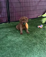 Rusty, a male Labrador Retriever for sale in Pilot Hill, CA – 1 of 4