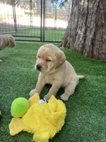 Sandy, a female Labrador Retriever for sale in Pilot Hill, CA – 5 of 6