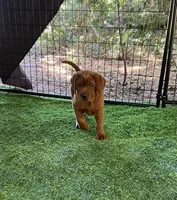 Rusty, a male Labrador Retriever for sale in Pilot Hill, CA – 2 of 4
