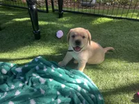 Buddy, a male Labrador Retriever for sale in Pilot Hill, CA – 4 of 5