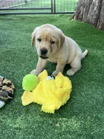 Sandy, a female Labrador Retriever for sale in Pilot Hill, CA – 3 of 6