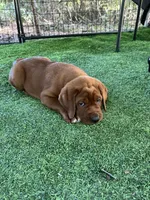 Rusty, a male Labrador Retriever for sale in Pilot Hill, CA – 3 of 4