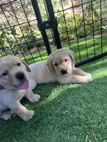 Buddy, a male Labrador Retriever for sale in Pilot Hill, CA – 5 of 5
